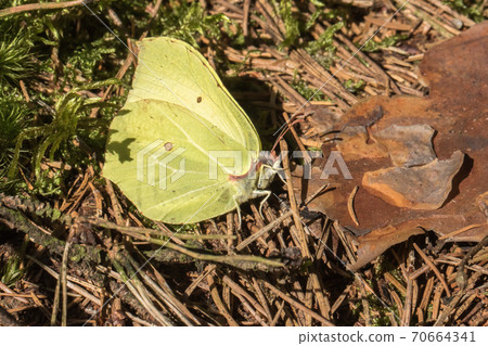 Common brimstone (Gonepteryx rhamni) 70664341