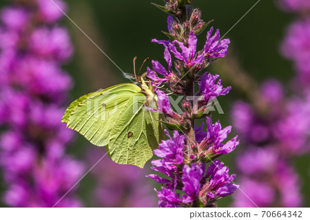 Common brimstone (Gonepteryx rhamni) 70664342