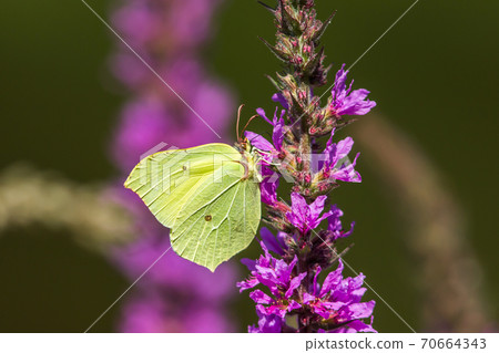 Common brimstone (Gonepteryx rhamni) Common brimstone (Gonepteryx rhamni) 70664343