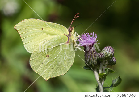 Common brimstone (Gonepteryx rhamni) 70664346