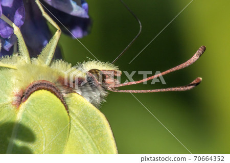Common brimstone (Gonepteryx rhamni) 70664352