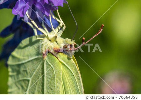 Common brimstone (Gonepteryx rhamni) 70664358