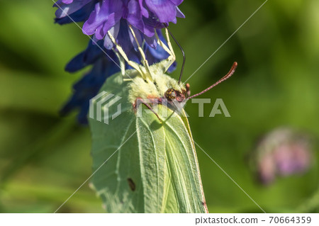 Common brimstone (Gonepteryx rhamni) 70664359