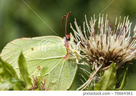 Common brimstone (Gonepteryx rhamni) 70664361