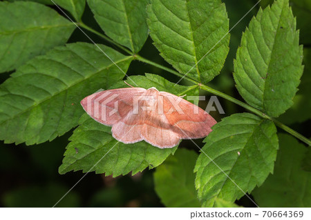 Barred red (Hylaea fasciaria) Barred red (Hylaea fasciaria) 70664369