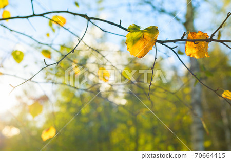 Autumn birch tree leaves sunlight Autumn birch tree leaves sunlight 70664415