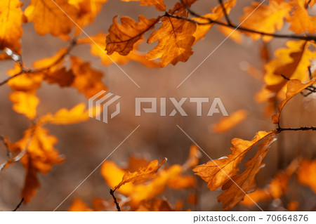 Yellow autumn forest background on bright sunny day. Beautiful natural autumn foliage background for wallpaper design. 70664876
