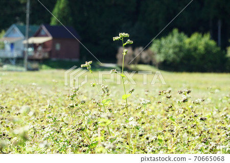 Soba flowers and fruits Soba flowers and fruits 70665068