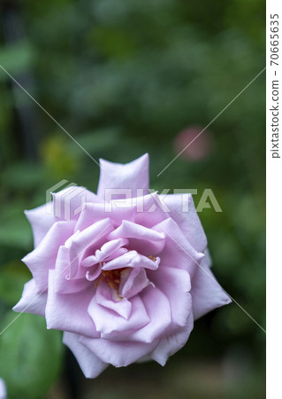 Rose light purple Rose light purple 70665635