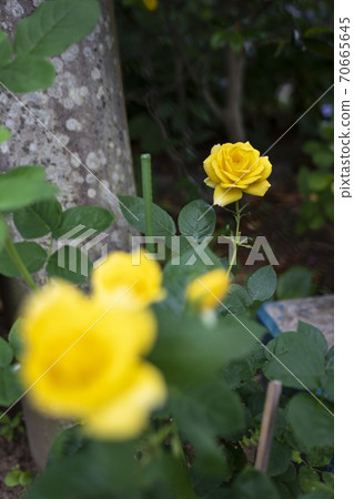 Rose yellow 70665645