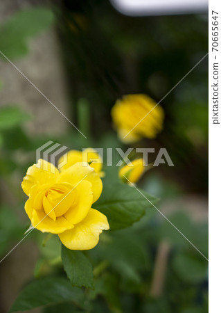 Rose yellow Rose yellow 70665647