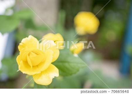 Rose yellow Rose yellow 70665648