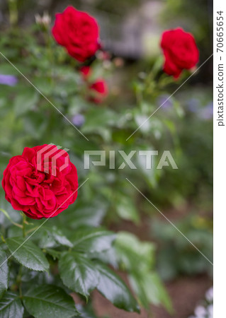 Roses red Roses red 70665654