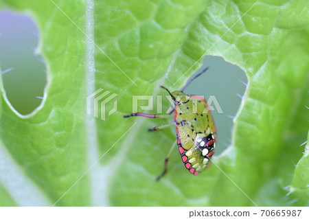 Stink bug eating Chinese cabbage leaves 70665987