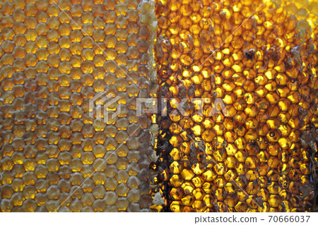 Drop of bee honey drip from hexagonal honeycombs Drop of bee honey drip from hexagonal honeycombs 70666037
