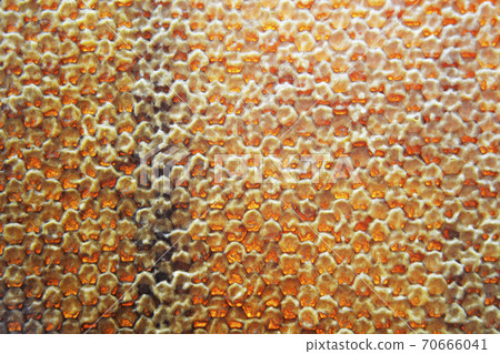 Drop of bee honey drip from hexagonal honeycombs Drop of bee honey drip from hexagonal honeycombs 70666041
