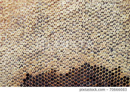 Drop of bee honey drip from hexagonal honeycombs 70666083