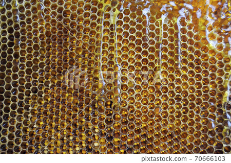 Drop of bee honey drip from hexagonal honeycombs Drop of bee honey drip from hexagonal honeycombs 70666103