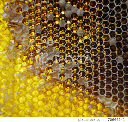 Drop of bee honey drip from hexagonal honeycombs 70666241
