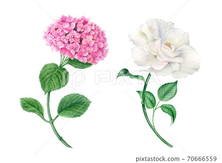 Vintage wateroclor collection of pink hydrangea and white rose 70666559