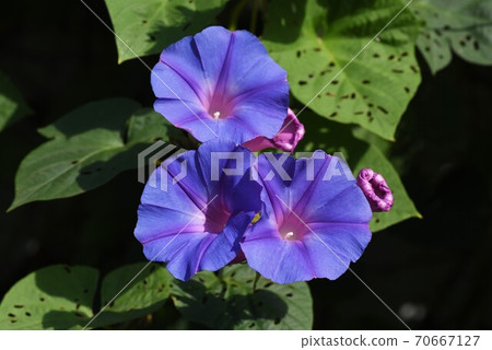 House covered with Ryukyu morning glory (wild morning glory) 70667127