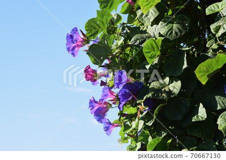 House covered with Ryukyu morning glory (wild morning glory) House covered with Ryukyu morning glory (wild morning glory) 70667130