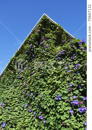 House covered with Ryukyu morning glory (wild morning glory) House covered with Ryukyu morning glory (wild morning glory) 70667132