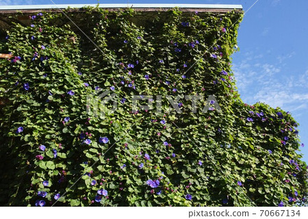 House covered with Ryukyu morning glory (wild morning glory) 70667134