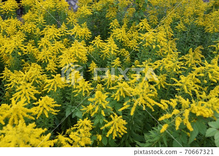 Seitaka Awadachisou(高大的發泡草) Seitaka Awadachisou(高大的發泡草) 70667321