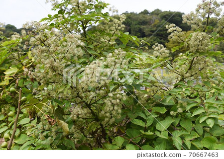 Udo (single life) flower 70667463