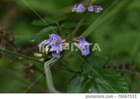 Flowers of yamahakka (mint) 70667533