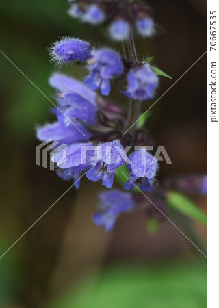 Flowers of yamahakka (mint) Flowers of yamahakka (mint) 70667535