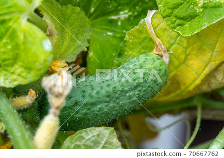 Close-up of small pickles tasty juicy green fresh cucumber growing in vegetable garden farm greenhouse on bright sunny summer or spring day. Healthy nutrition vitamin diet food background 70667762