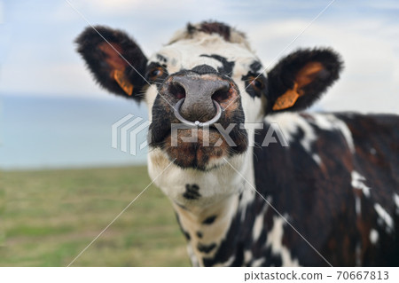 Spotted cow with a pierced nose in Normandy Spotted cow with a pierced nose in Normandy 70667813
