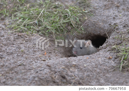 Young baby brown rat peeks head and face out of wet muddy burrow. Young baby brown rat peeks head and face out of wet muddy burrow. 70667958