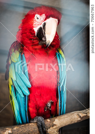 A large red talking parrot sits in a cage at the zoo 70667963