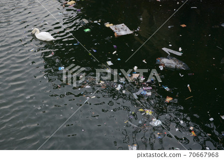 Swan swims away from dense patch of waterway floating litter. Logos removed. 70667968