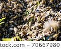 Honey Bees swarm at summer in the garden 70667980