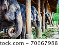 Several elephants stand side by side, Thailand 70667988
