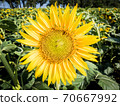 Sunflowers blossoms on the field at summer. 70667992