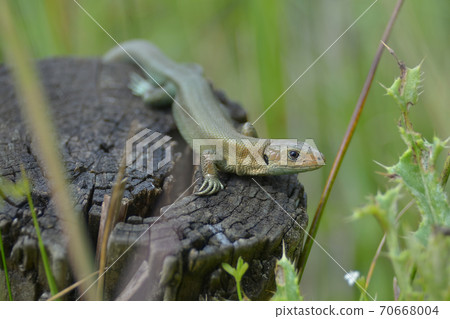 A single common or viviparous lizard basks on a dark wooden post. Looks inquisitively at camera. A single common or viviparous lizard basks on a dark wooden post. Looks inquisitively at camera. 70668004