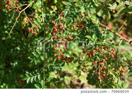 Rosehip rose fruit 70668034