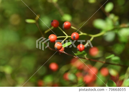 Rosehip rose fruit 70668035