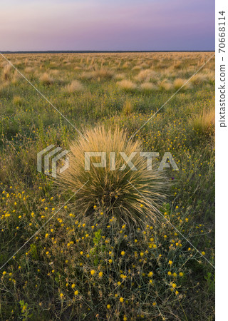 Pampas Landscape Pampas Landscape 70668114