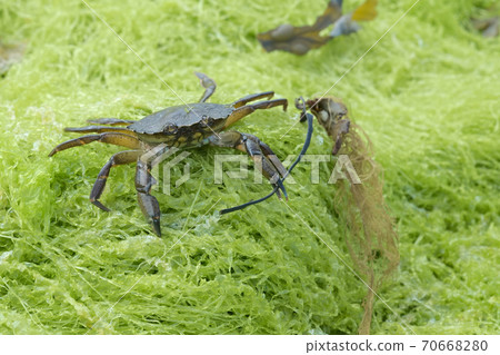 On green seaweed, a European green shore crab. 70668280