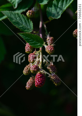 Red ripening thorn less garden black berries, dark background. Red ripening thorn less garden black berries, dark background. 70668281