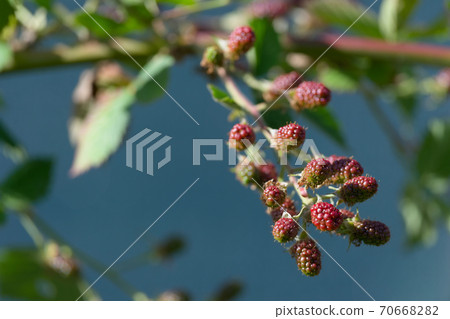 Red ripening thorn less garden black berries, blue background. Red ripening thorn less garden black berries, blue background. 70668282