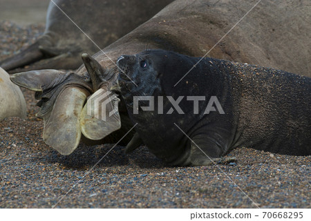 Elefhant Seal Elefhant Seal 70668295