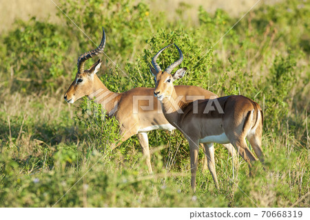 Impala South Africa 70668319