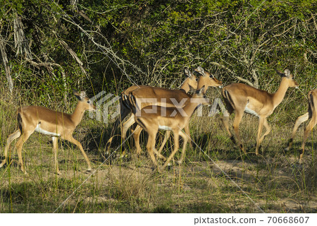Impala South Africa 70668607